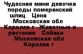 Чудесная мини девочка породы померанский шпиц › Цена ­ 20 000 - Московская обл., Королев г. Животные и растения » Собаки   . Московская обл.,Королев г.
